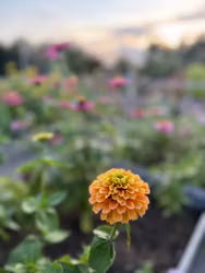 Zinnia Queen Lime Orange