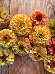Zinnia Queen Lime Orange