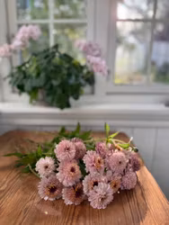 Zinnia Zinderella Lilac