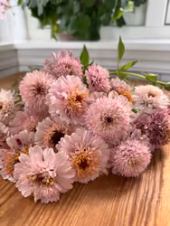 Zinnia Zinderella Lilac