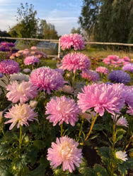 NYHET! Aster Balloon Appleblossom