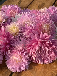 NYHET! Aster Balloon Appleblossom