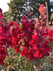 Lejongap Costa Velvet F1