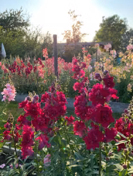 Snapdragon Madame Butterfly Red F1