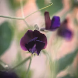 NYHET! Luktärt Almost Black