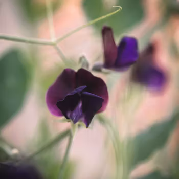 NYHET! Luktärt Almost Black