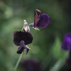 NYHET! Luktärt Almost Black