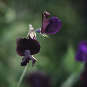 NYHET! Luktärt Almost Black