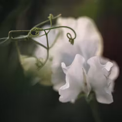 NYHET! Luktärt White Frills