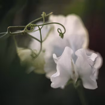 NYHET! Luktärt White Frills