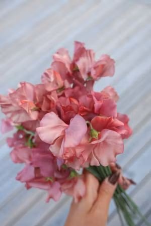 Luktärt King's Ransom