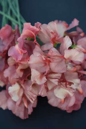 Luktärt King's Ransom