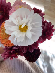 Rosenskära Collarette White