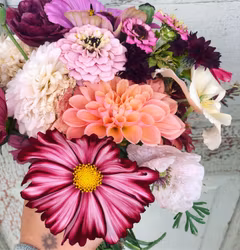 Rosenskära Velouette