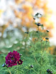 Rosenskära Double Click Cranberries