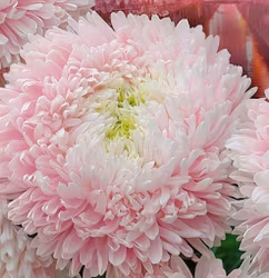 NYHET! Aster Chrisantella Sakura Cherry Blossom