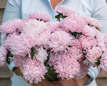 NYHET! Aster Souffle Light Pink