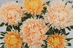 NYHET! Aster Syringa Champagne