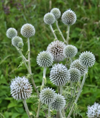 NYHET! Bolltistel Star Frost