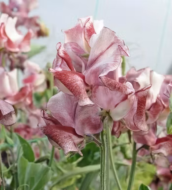 NYHET! Luktärt Aurora Borelis