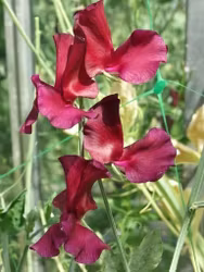 NYHET! Luktärt Balmoral