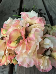 NYHET! Luktärt Mollie Rilstone