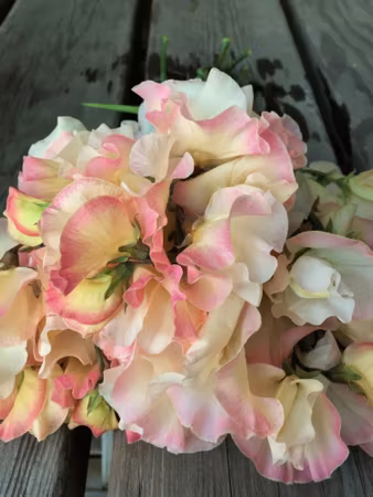 NYHET! Luktärt Mollie Rilstone