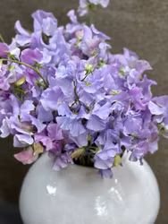 NYHET! Luktärt Spring Sunshine Light Blue