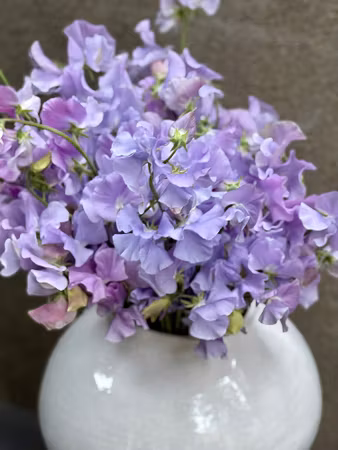 NYHET! Luktärt Spring Sunshine Light Blue