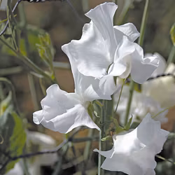 NYHET! Luktärt White Frills