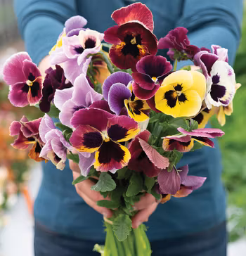 NYHET! Pensé Aaslmeer King Size Mix