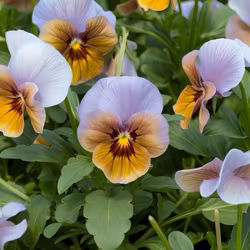 NYHET! Pensé Caramel Bronze Lilac F1