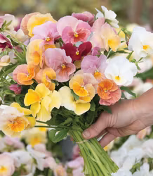 NYHET! Pensé Imperial Antique Shades F