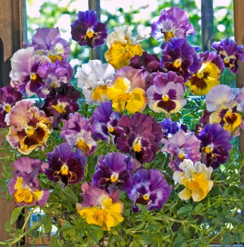 NYHET! Pensé Moulin Rouge Mix F1