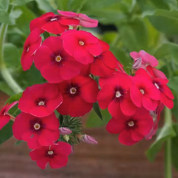NYHET! Phlox Coccinea