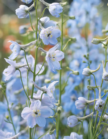 NYHET! Riddarsporre Cliveden Beauty