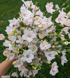 NYHET! Riddarsporre Jenny's Pearl F1