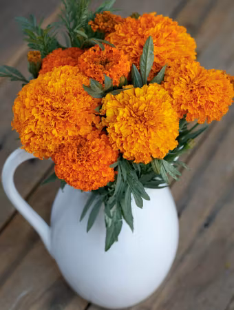 NYHET! Tagetes Coco Deep Orange F1