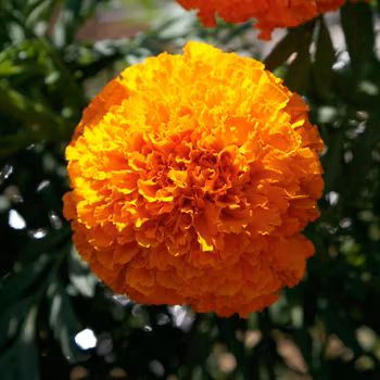 NYHET! Tagetes Coco Deep Orange F1
