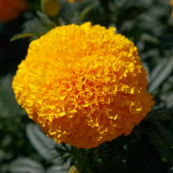 NYHET! Tagetes Coco Gold F1