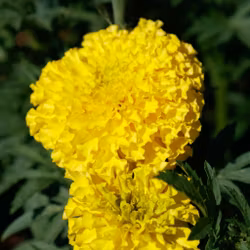 NYHET! Tagetes Coco Yellow F1
