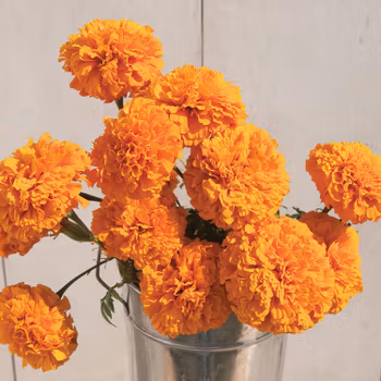 NYHET! Tagetes Giant Orange