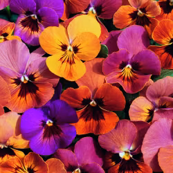 NYHET! Viol Amber Jewel Mix