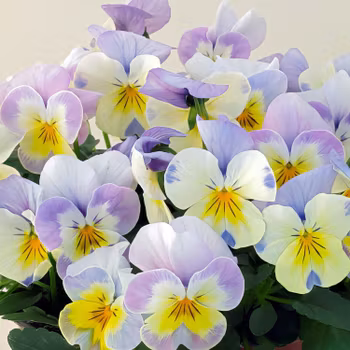 NYHET! Viol Caramel Angelo