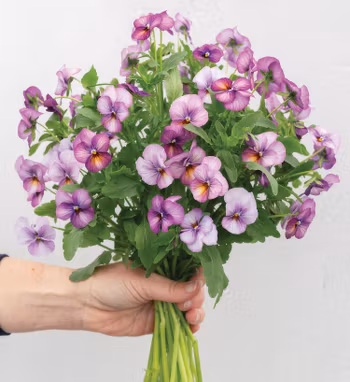 NYHET! Viol Floral Power Plum Antique F1