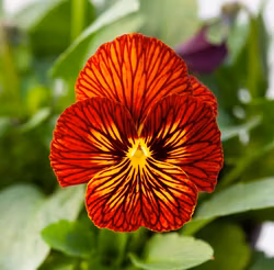 NYHET! Viol Tiger Eye Red F1