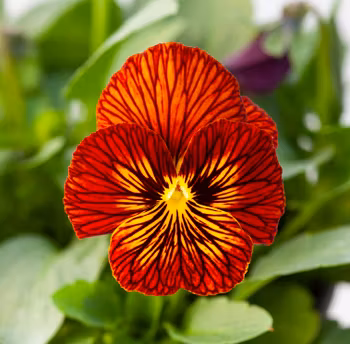 NYHET! Viol Tiger Eye Red F1