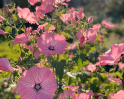 Sommarmalva Silver Cup