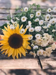 Sunflower Pro Cut Peach