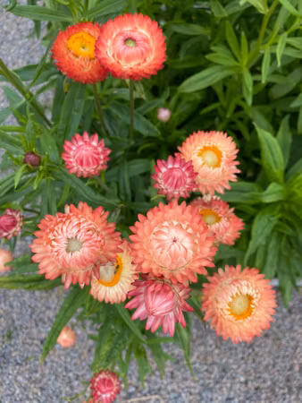 Strawflower Apricot Peach Mixed